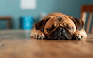 sleeping pug dog