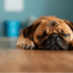 sleeping pug dog
